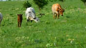 PICTURES/Atomic Cannon - Junction City, KS/t_Cows1.JPG